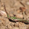 Sarance uherska - Kreta 8835